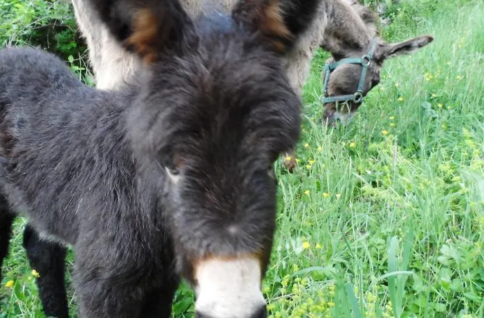 Brugnola 1932 Vegan Country House ベッド・アンド・ブレックファスト